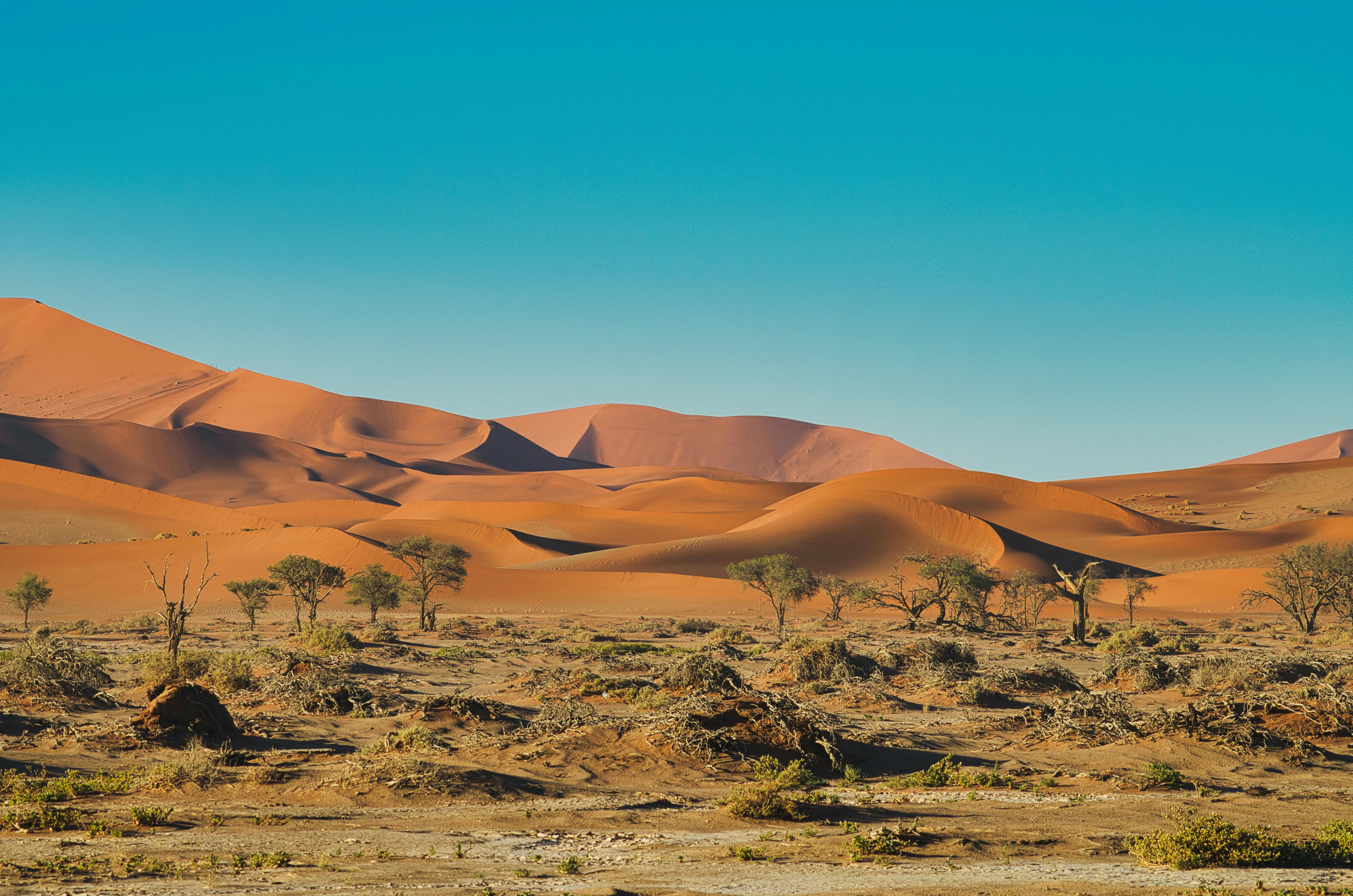 Namibia Desert & Wildlife