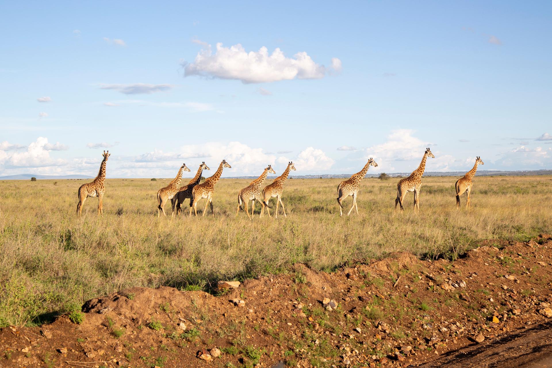 Safari from Nairobi - Complete Guide to Kenya Safari Departures in 2026