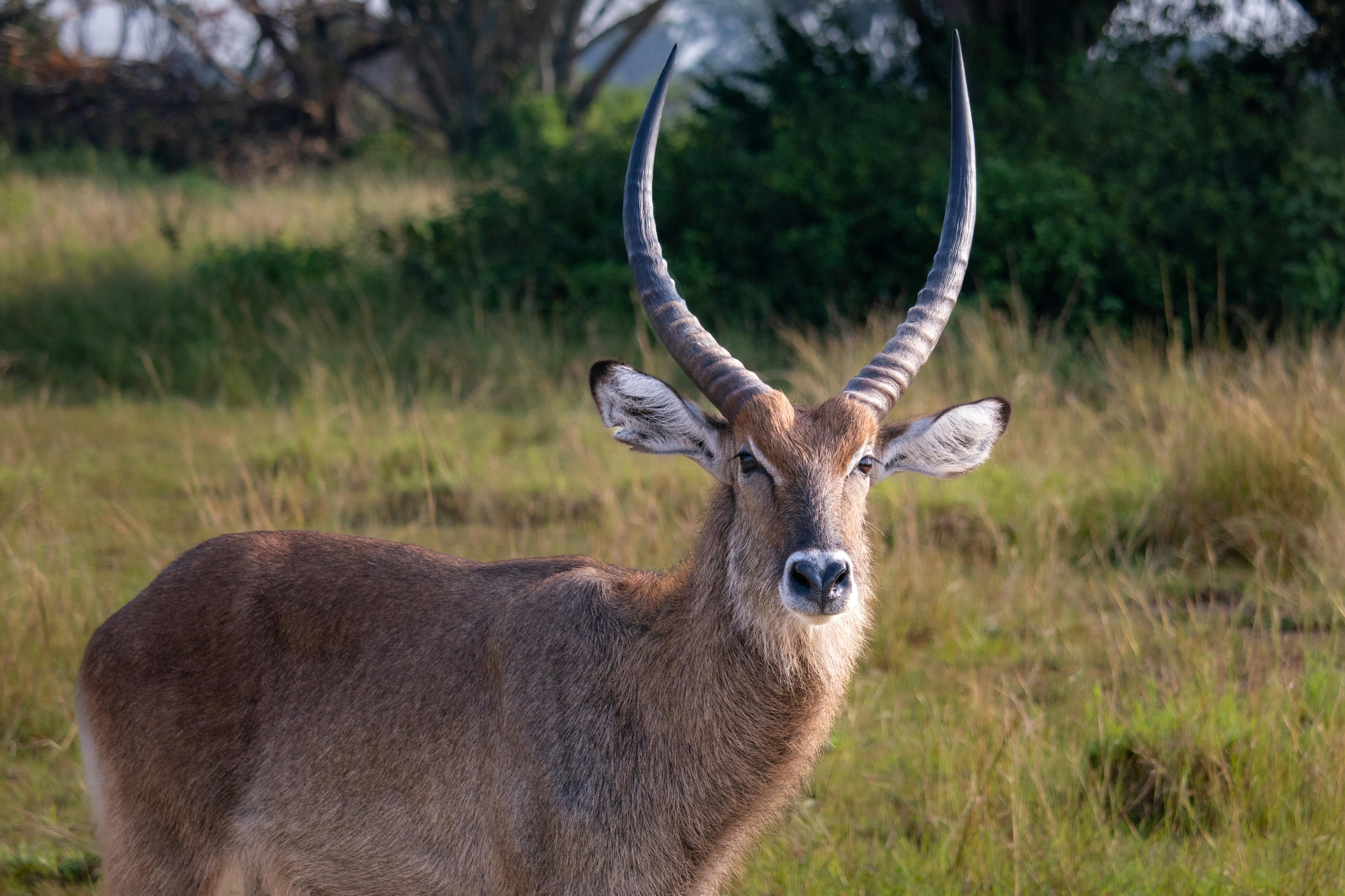 Queen Elizabeth National Park