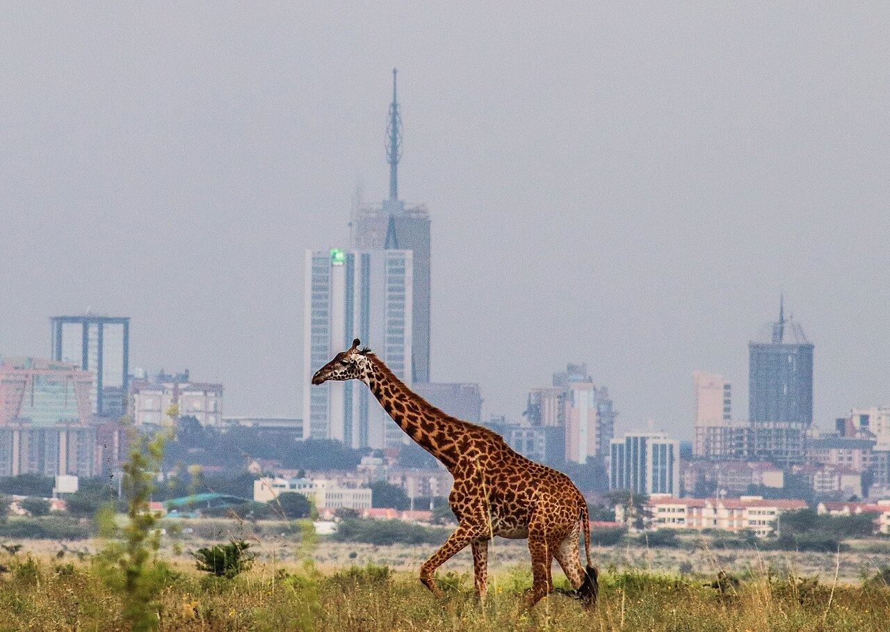 Giraffe in Nairobi National Park with the city skyline behind