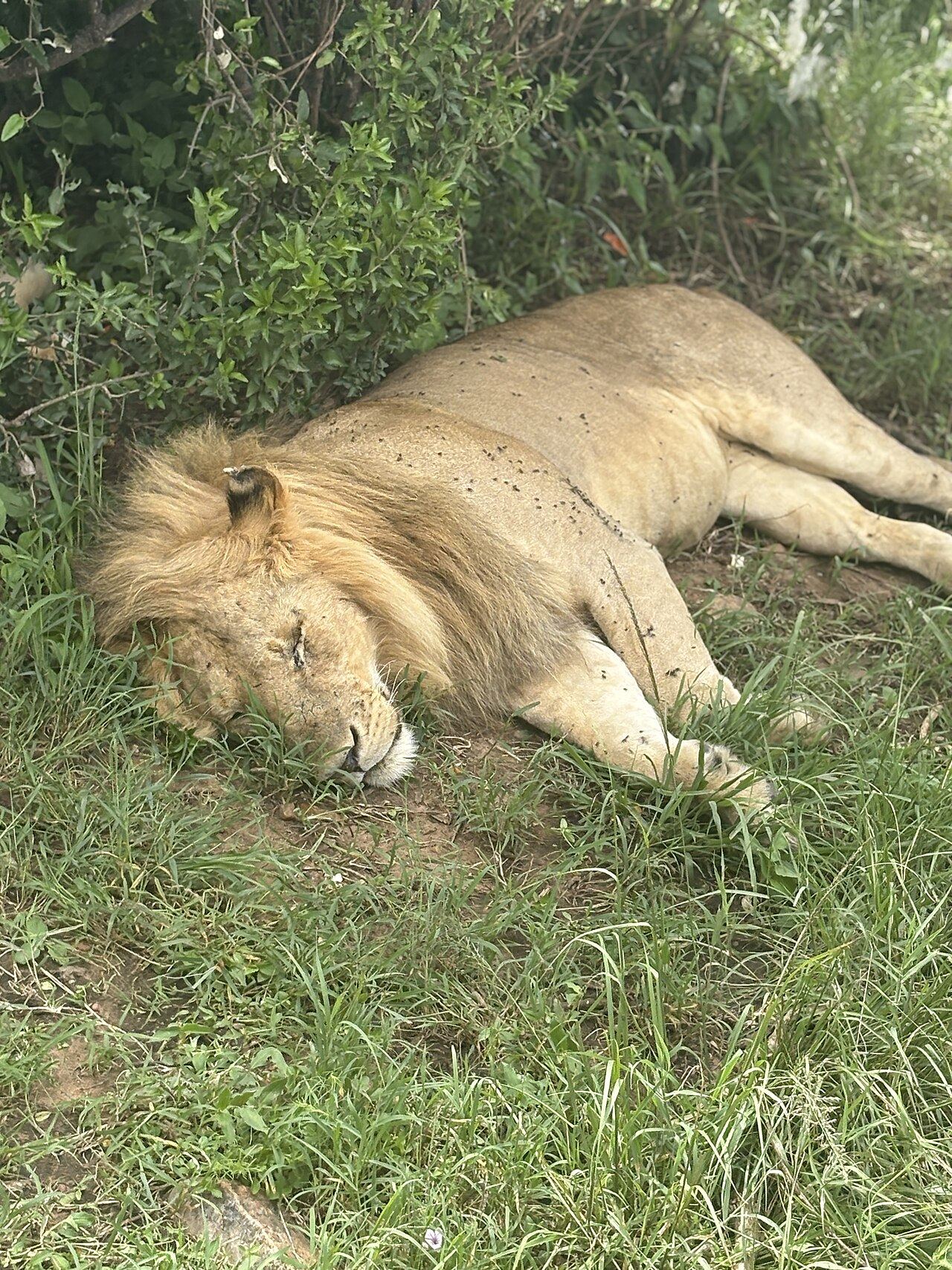 Male lion sleeping in the Maasai Mara