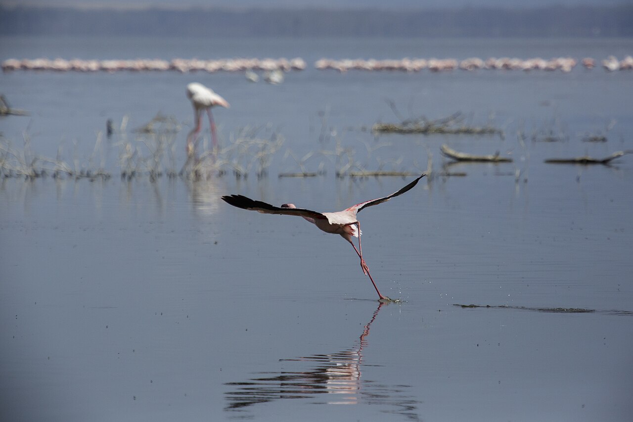 Lesser flamingo at Lake Nakuru