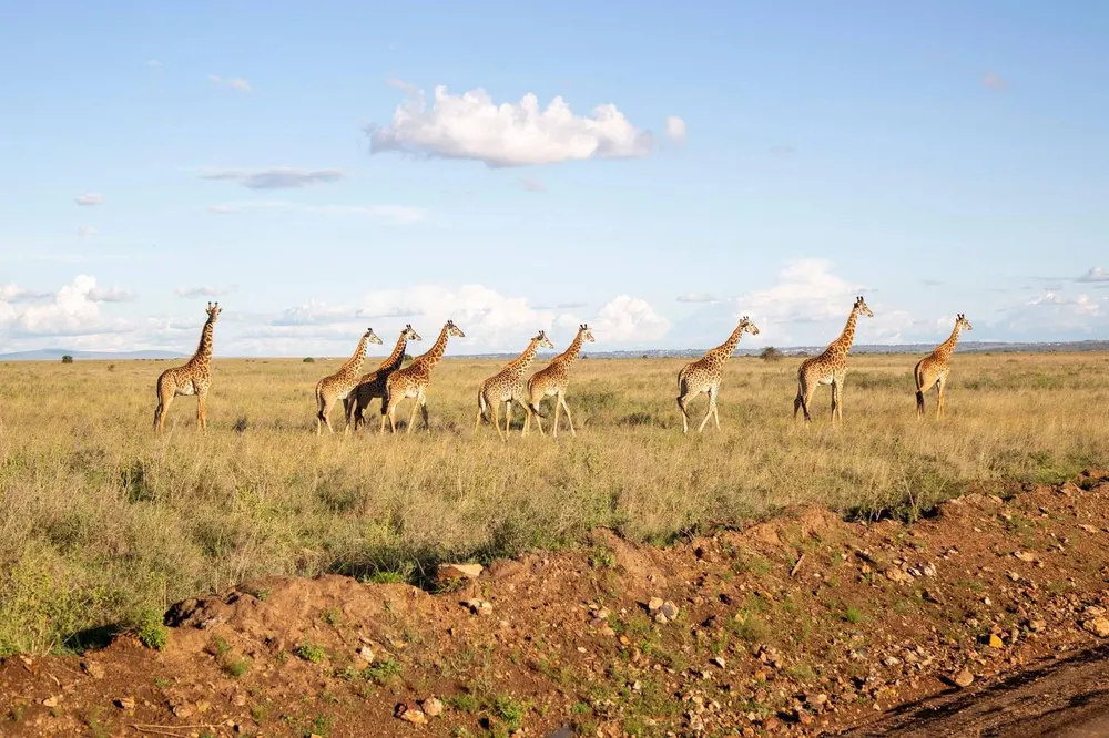 Safari from Nairobi - Complete Guide to Kenya Safari Departures in 2026