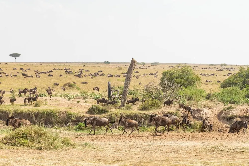 10 Day Masai Mara Safari - The Ultimate Kenya Safari Itinerary