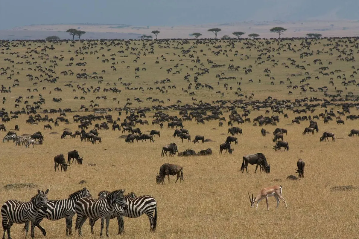 Masai Mara National Reserve