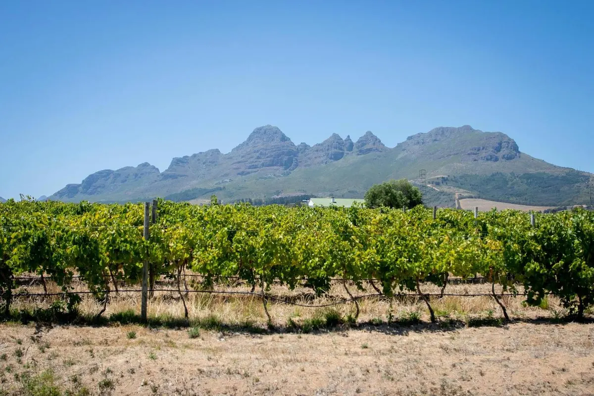 Cape Winelands & Wildlife Escape