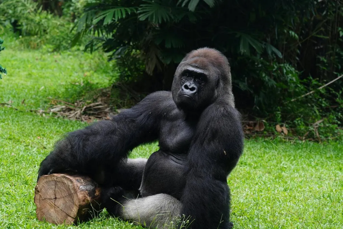 Uganda Gorilla & Chimpanzee Trek