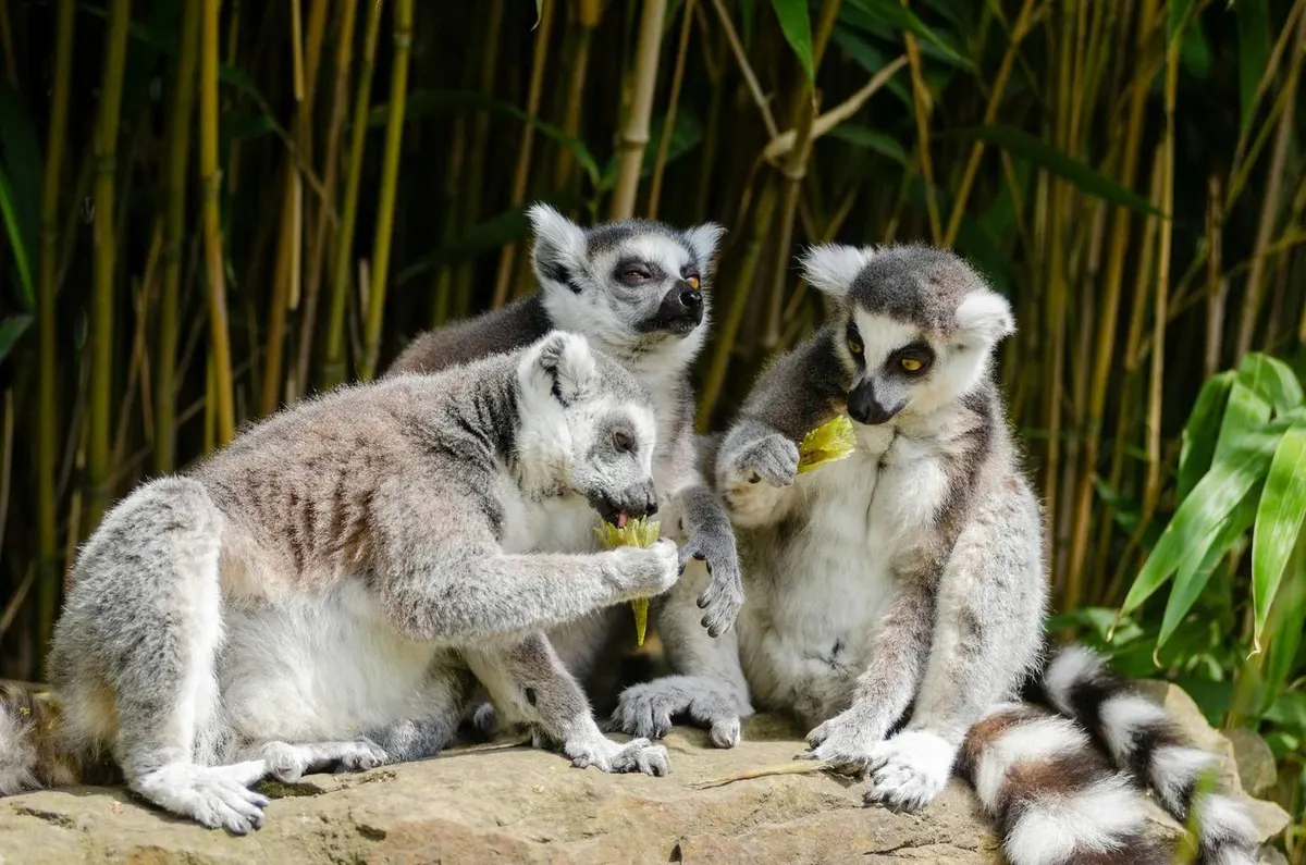 Lemuri e baobab del Madagascar
