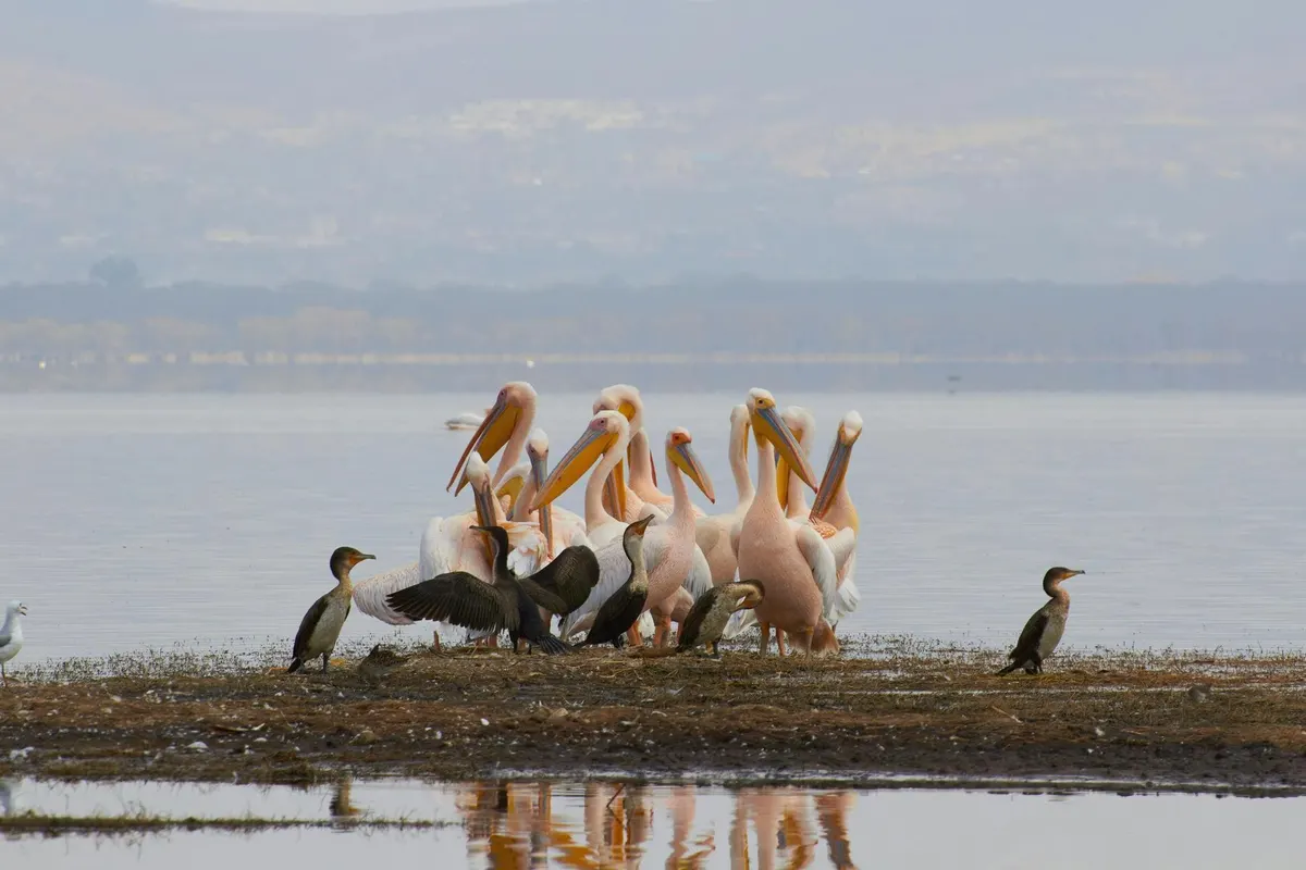 Lake Nakuru
