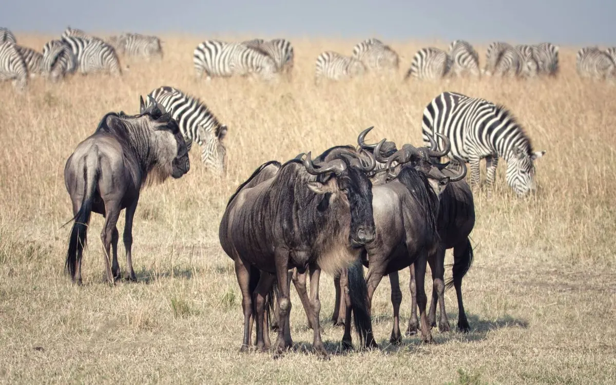 The Ultimate Masai Mara Safari Guide: Everything You Need to Know Before You Visit