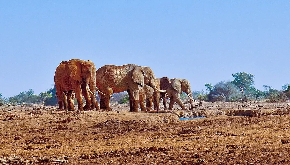 Elephants at the waterhole near the camp. Photo: John Hickey-Fry, CC BY 2.0, via Wikimedia Commons