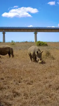 Rhinos grazing under the SGR bridge