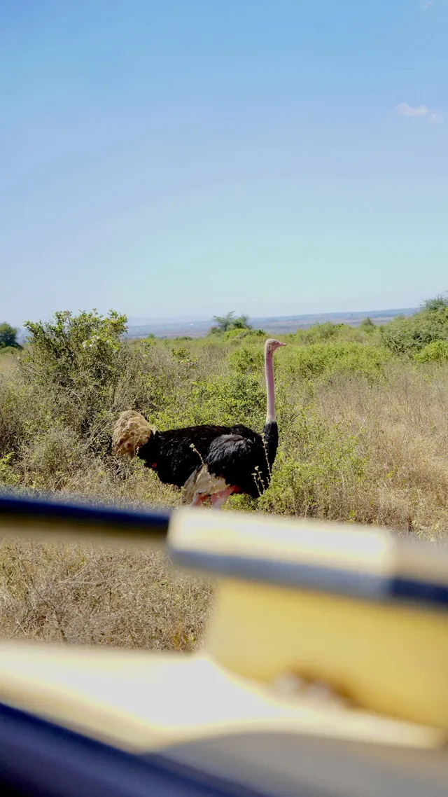 Ostrich in Nairobi National Park
