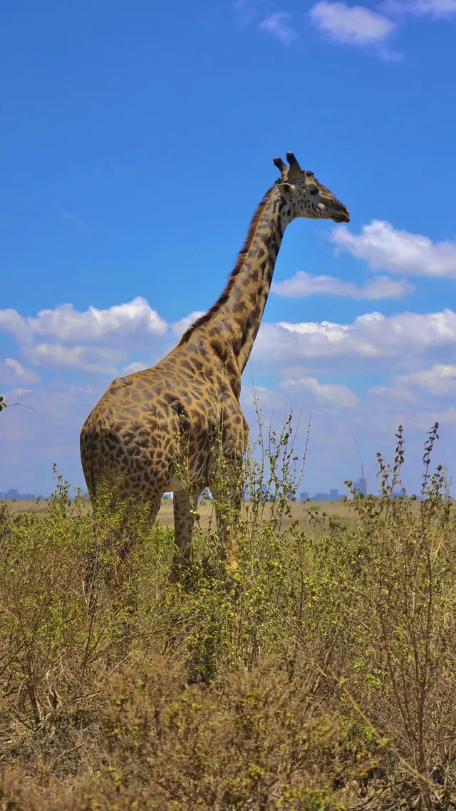Giraffe in Nairobi National Park
