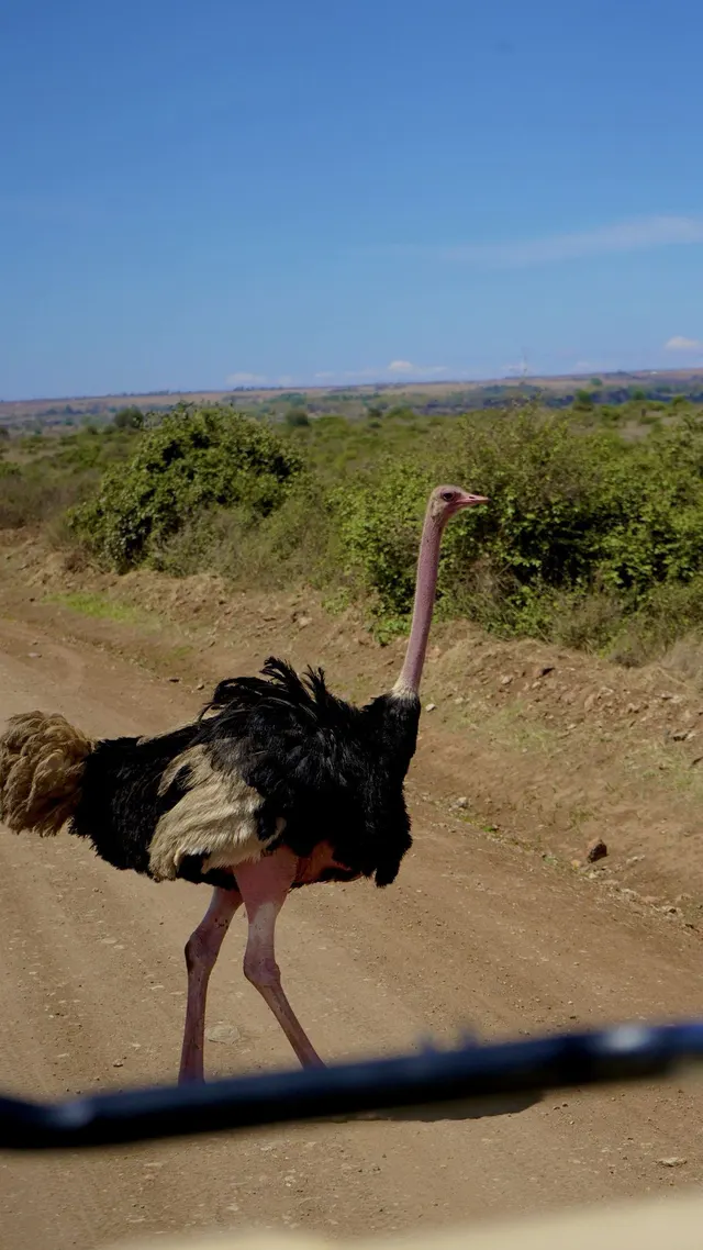 Ostrich crossing the road