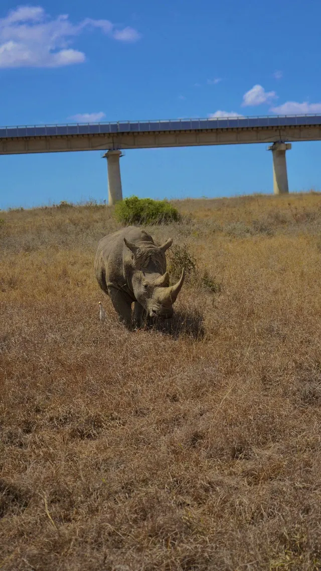 White rhino in Nairobi National Park