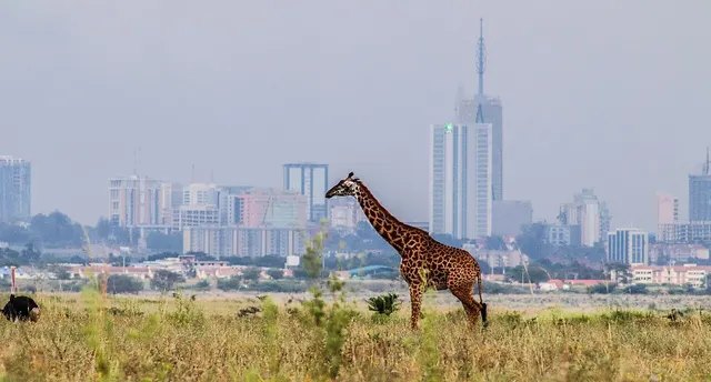 Group vs Solo Safari in Nairobi National Park: Which Is Better?