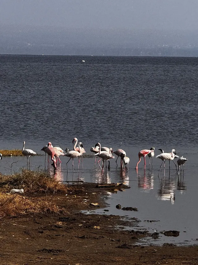 Nakuru Travel Guide: Lake Nakuru National Park and the City