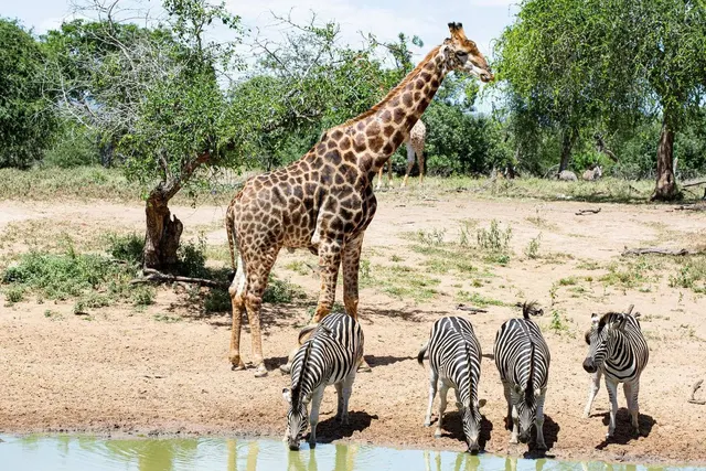 Sabi Sands Luxury Safari