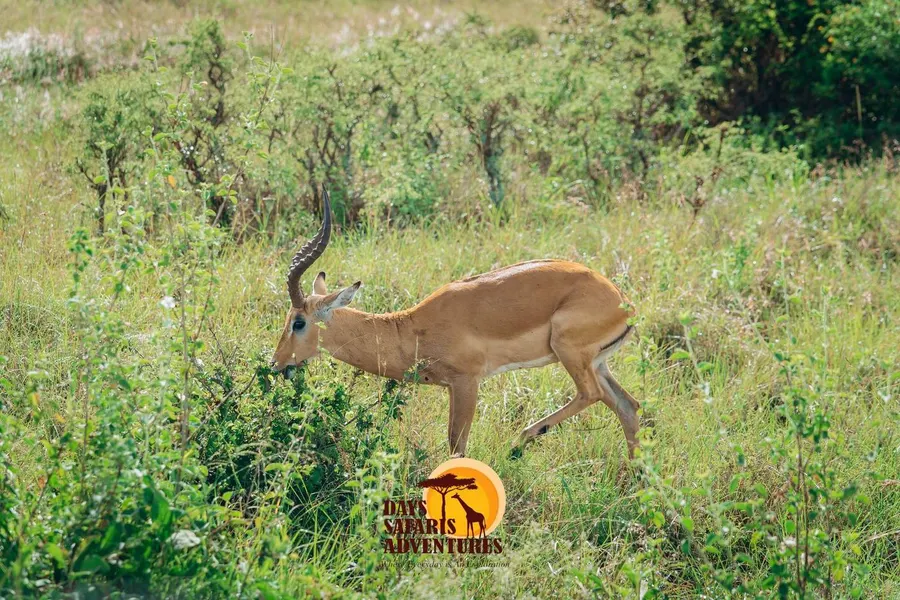 Erfolgsgeschichten des Naturschutzes in Ostafrika: Wildtiere für künftige Generationen schützen