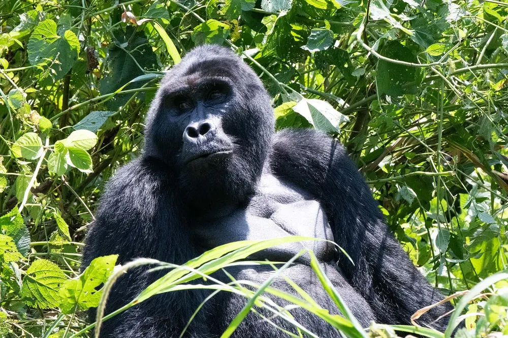 Mountain gorilla in Bwindi Impenetrable National Park, Uganda