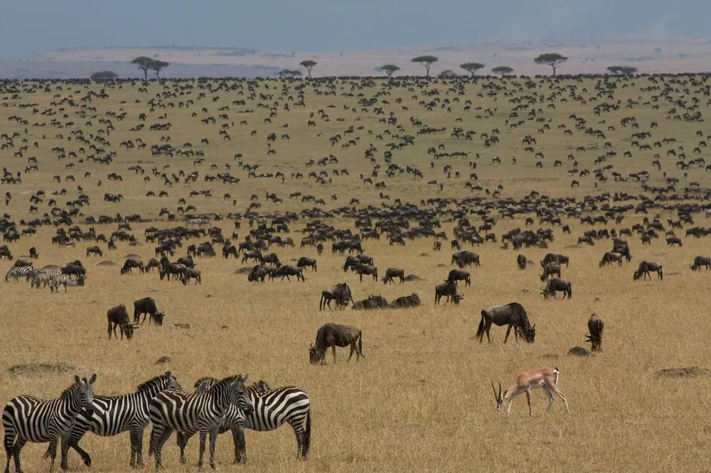 Wildebeest and zebra on the Maasai Mara plains, Kenya