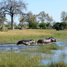 Hippo crossing water in the Okavango Delta, Botswana 2 Hippo crossing water in the Okavango Delta, Botswana 2